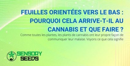 Feuilles de cannabis pointées vers le bas : signification