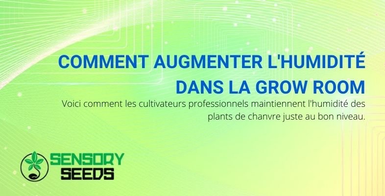 Petit guide pour augmenter l'humidité dans la Grow Room