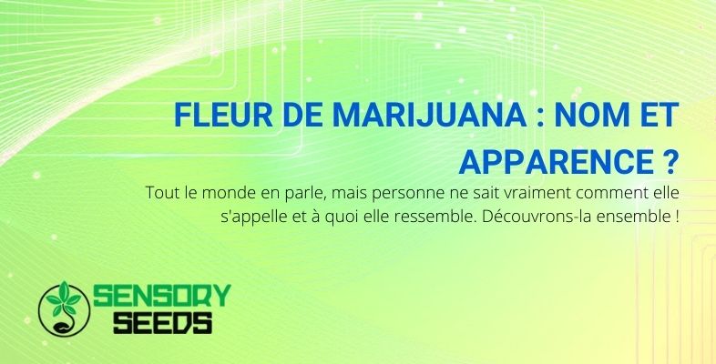 Quel est le nom de la fleur de marijuana et comment est-elle fabriquée