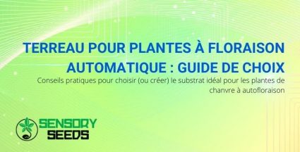 Comment choisir le sol pour les plantes de chanvre à floraison automatique