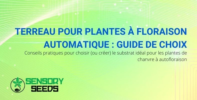 Comment choisir le sol pour les plantes de chanvre à floraison automatique