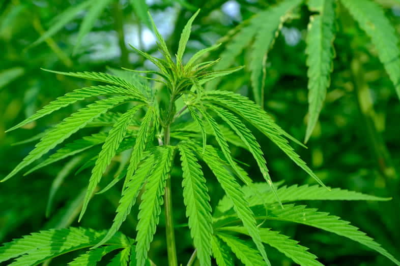 Plante Cannabis sativa