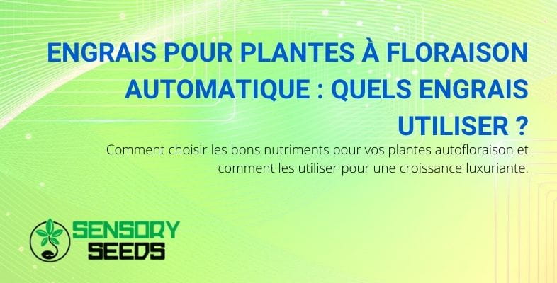 Quels engrais utiliser pour les autofloraisons ?