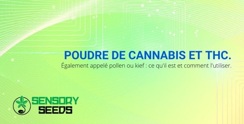 Qu'est-ce que la poudre de THC ?