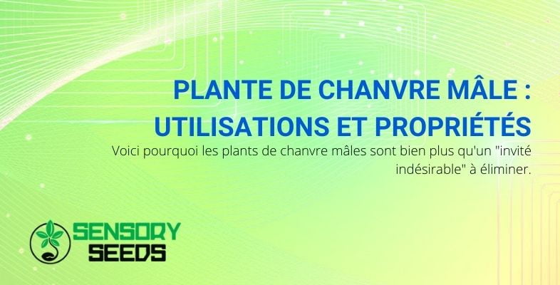 Utilisation et propriétés de la plante de chanvre mâle