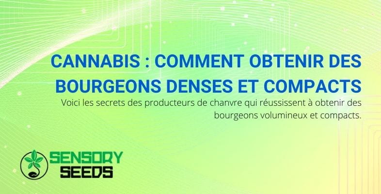 Les secrets des canapiculteurs pour obtenir des bourgeons larges et compacts