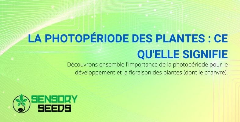 Qu'est-ce que la photopériode des plantes ?