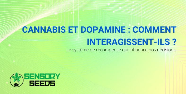 Comment le cannabis et la dopamine interagissent