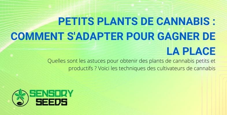 Des astuces pour obtenir des plants de cannabis petits et productifs