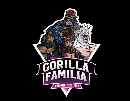 emballage graines de cannabis gorilla familia