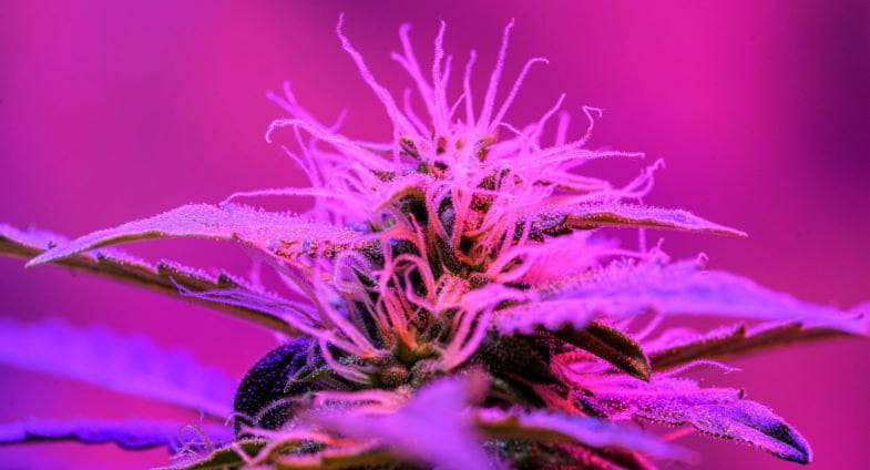 Les meilleure lampes à LED pour le cannabis - WeedSeedShop