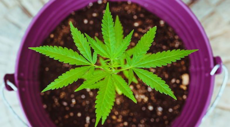 Petite plante de cannabis dans un pot