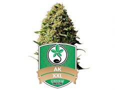 graines-de-cannabis-AK47