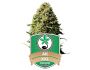 27297 graines-de-cannabis-AK47