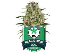 graines-de-cannabis-féminisée-black-dom-xxl