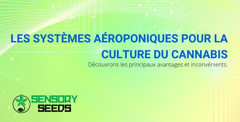 Culture du cannabis avec des systèmes aéroponiques