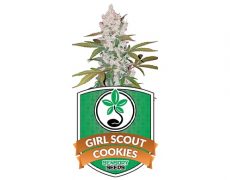 graines-de-cannabis-féminisée-girl-scout-cookies