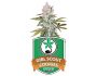32249 graines-de-cannabis-féminisée-girl-scout-cookies
