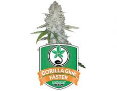 graines-de-cannabis-gorilla-glue-faster