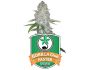12762 graines-de-cannabis-gorilla-glue-faster