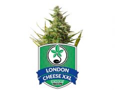 graines-de-cannabis-féminisée-london-cheese