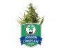 32225 graines-de-cannabis-féminisée-london-cheese