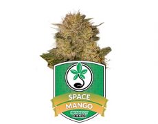 graines-de-cannabis-féminisée-space-mango