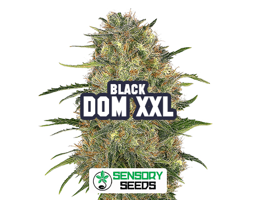 Inflorescence résineuse de la variété Black Dom XXL de Sensoryseeds