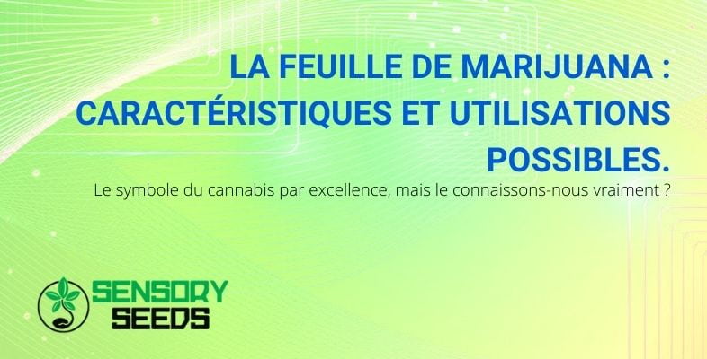 Caractéristiques et utilisations de la feuille de marijuana