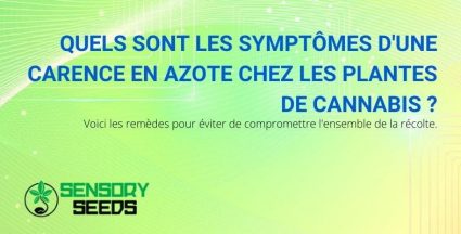 Carence en azote chez le cannabis : symptômes et remèdes