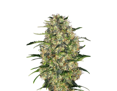 graines-de-cannabis-féminisée-black-dom-xxl