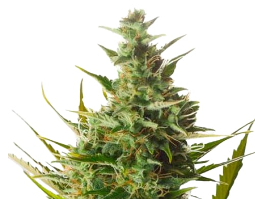 graines-de-cannabis-féminisée-london-cheese