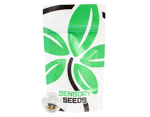 graines-de-cannabis-space-mango