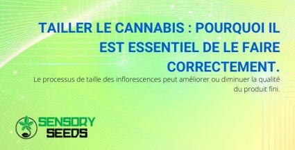 L'importance de la taille du cannabis