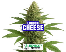 Inflorescence résineuse de la variété London Cheese de Sensoryseeds
