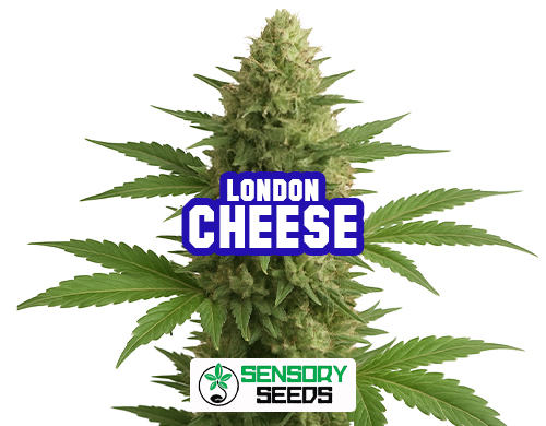 Inflorescence résineuse de la variété London Cheese de Sensoryseeds