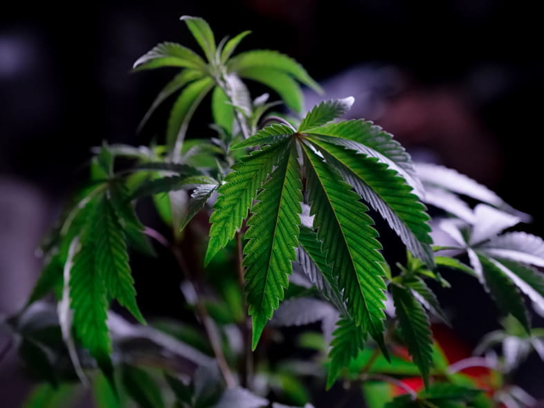Une plante de cannabis saine
