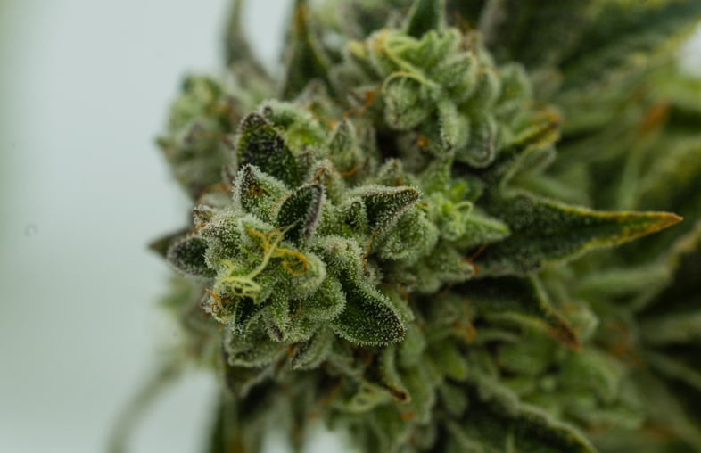Le potentiel thérapeutique du pinène du cannabis