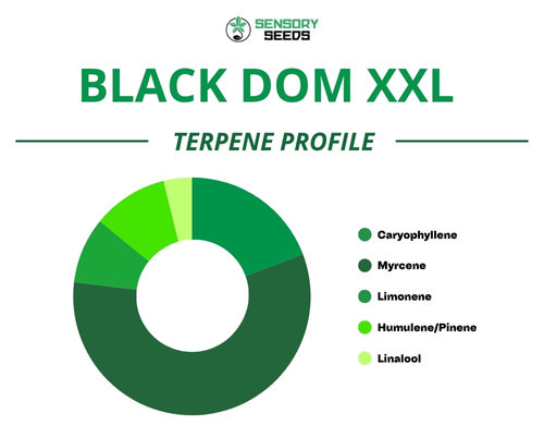 Graphique circulaire du profil terpénique de la variété Black Dom XXL
