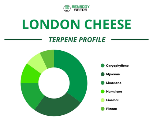 Graphique circulaire du profil terpénique de la variété London Cheese