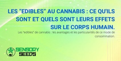 Que sont les edibles au cannabis et leurs effets