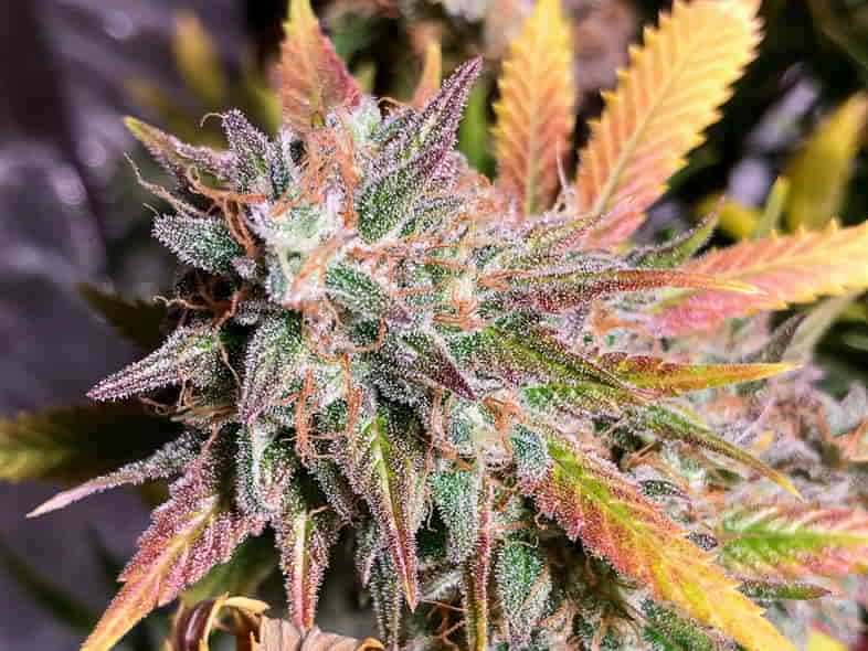 Trichomes de cannabis