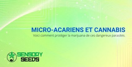 Micro acariens du cannabis