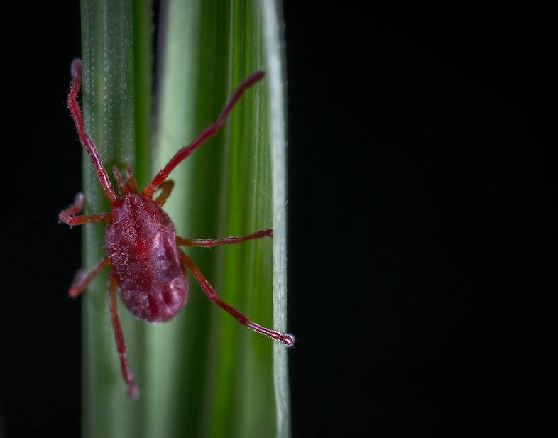 Araignée rouge du chanvre