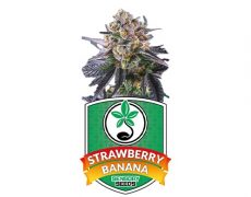 graines-de-cannabis-strawberry-banana