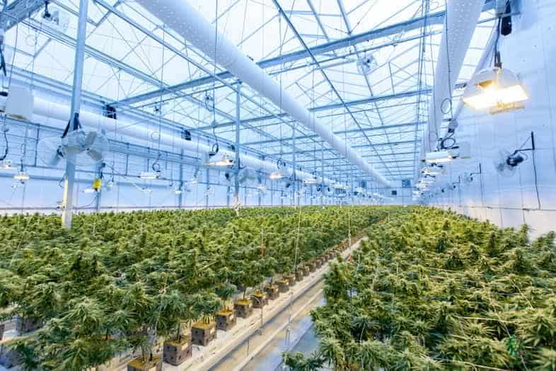 Plantes de cannabis cultivées à l'intérieur