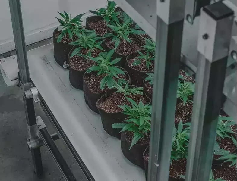 Des bocaux avec des plants de cannabis cultivés à l'intérieur