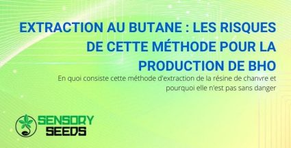 Les risques de l'extraction au butane des résines de chanvre