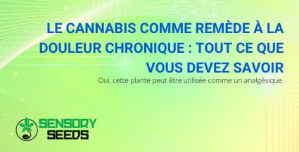 Remède contre les douleurs chroniques : le cannabis