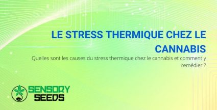 Causes et remèdes du stress thermique chez le cannabis